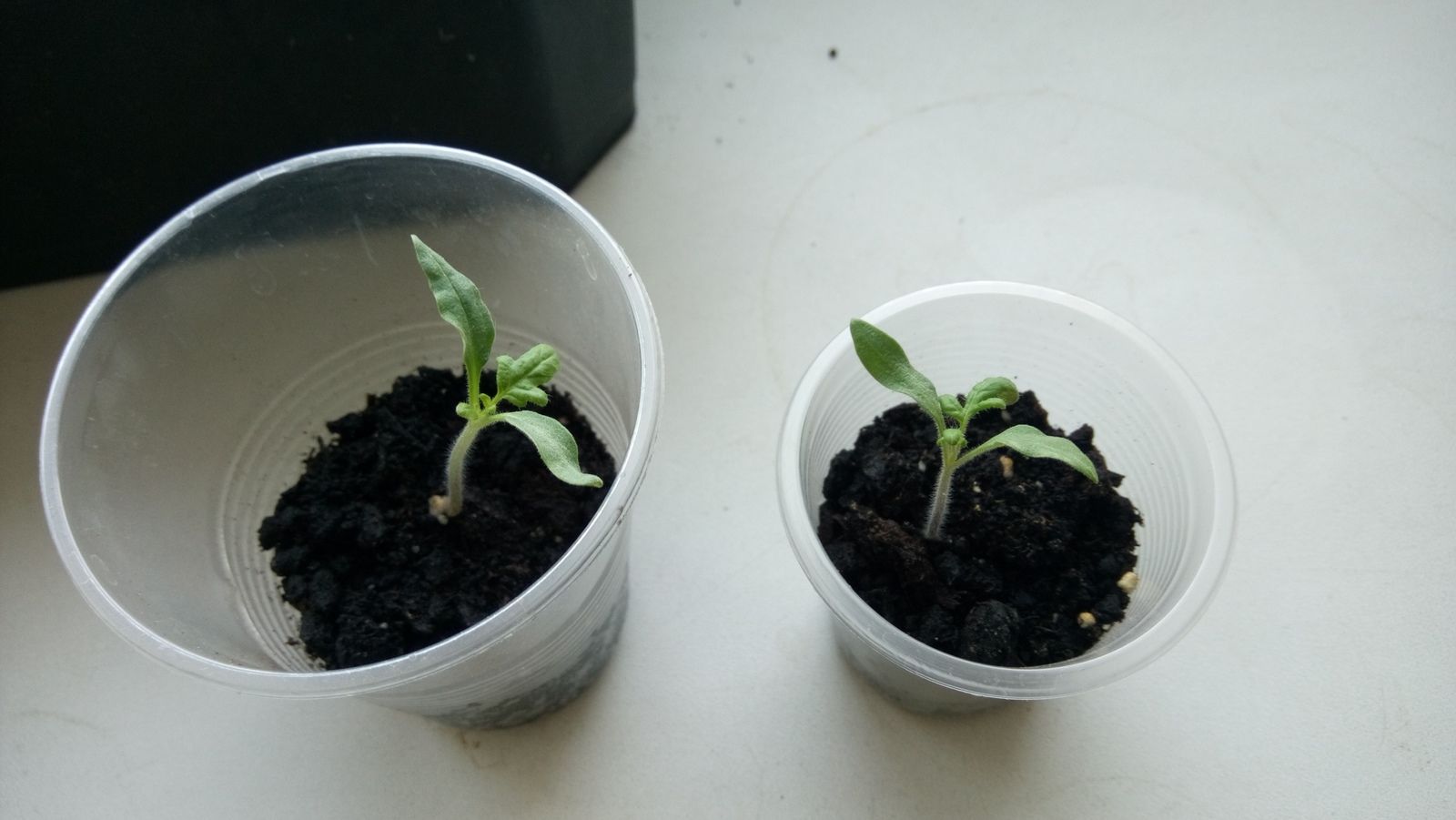 My garden on the windowsill - My, Vegetable garden on the windowsill, Cucumbers, Tomatoes, Green pea, Longpost