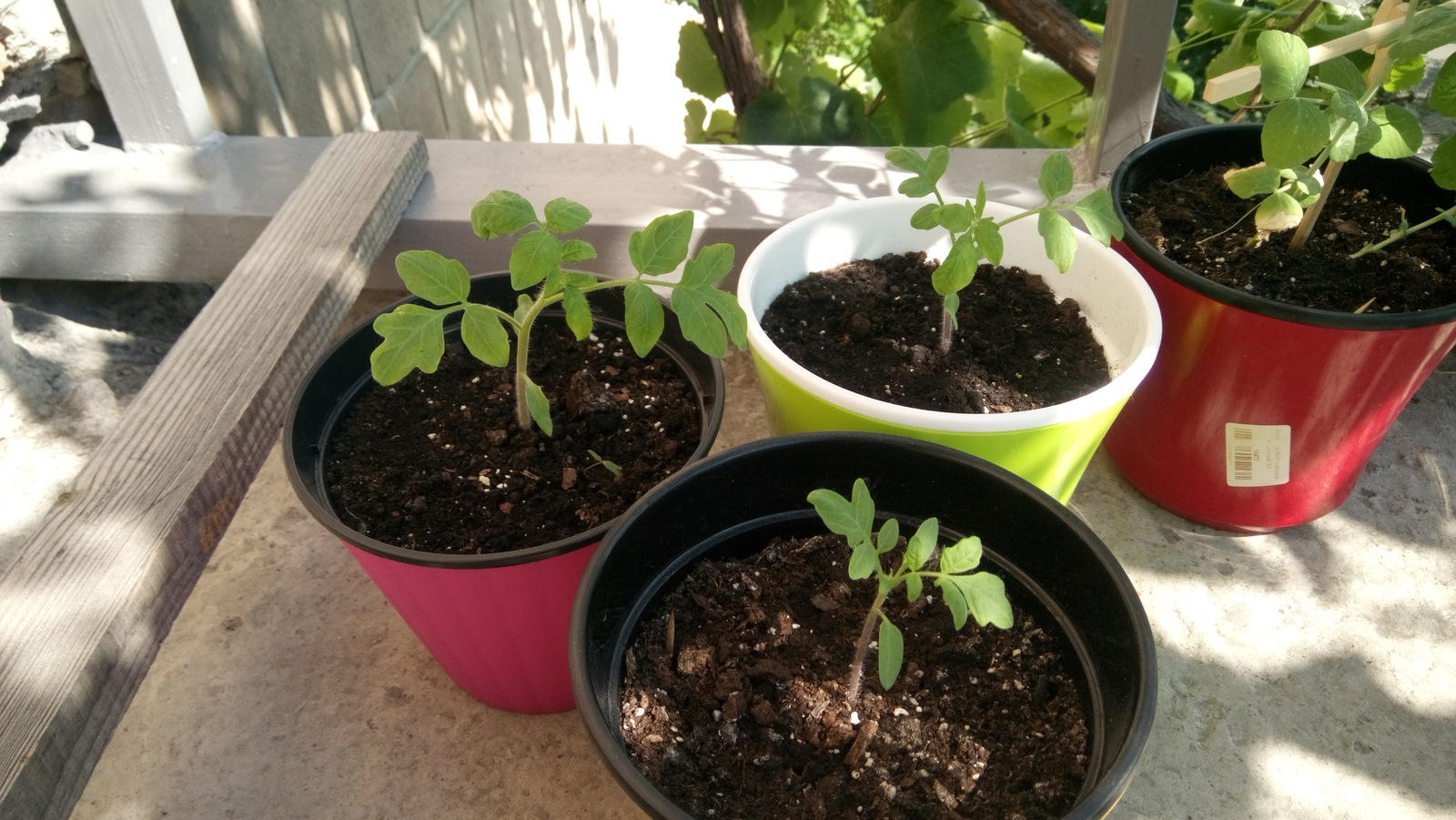 My garden on the windowsill - My, Vegetable garden on the windowsill, Cucumbers, Tomatoes, Green pea, Longpost