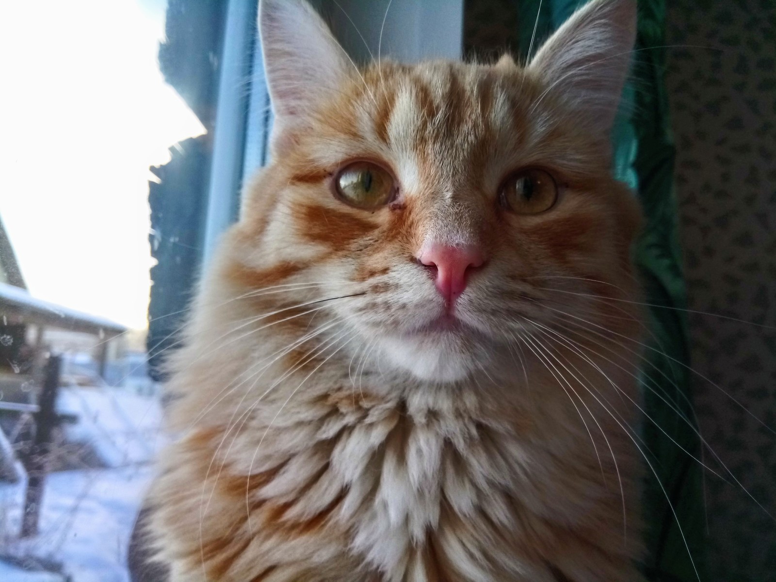 Feathers - My, Catomafia, cat, , Redheads, Dreamer, feathers, Longpost