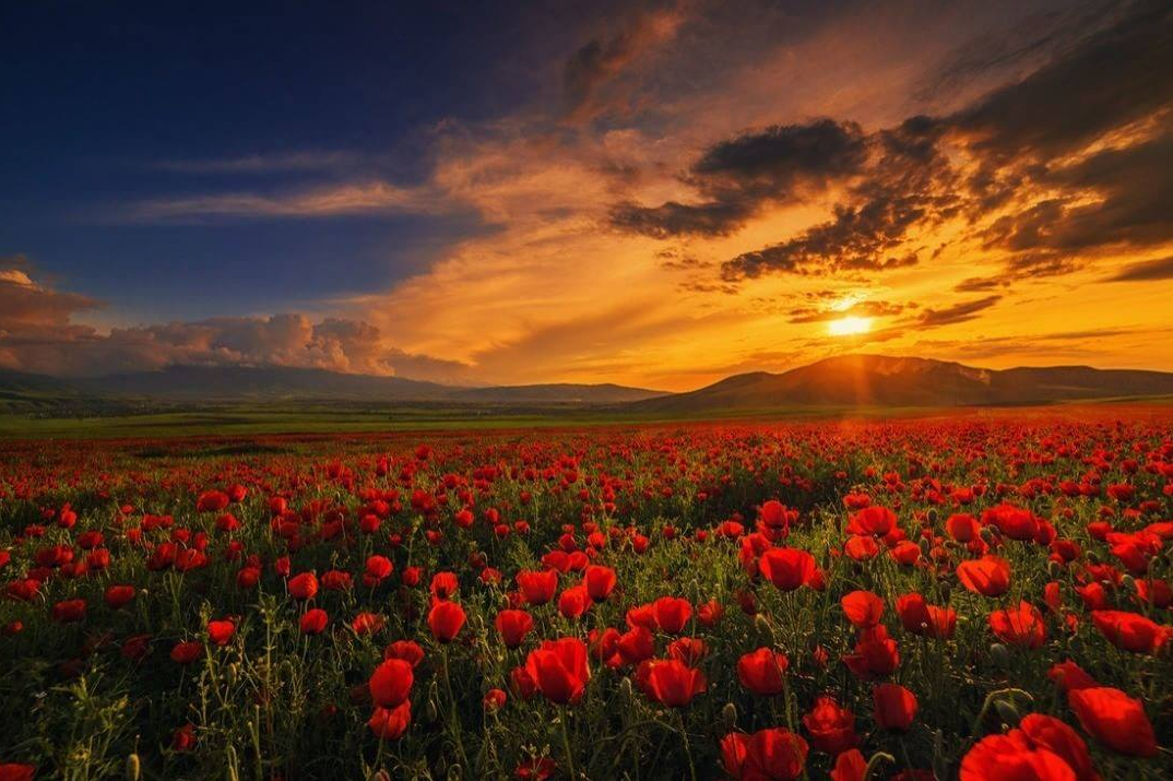 Crimea. - Crimea, Sunset, The photo, Poppies, beauty of nature, Landscape, Poppy