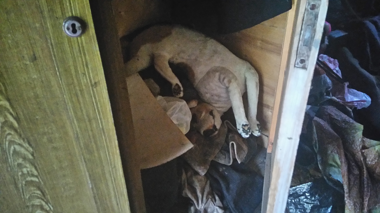 Mystery of the old closet - My, Kripota, Closet, Dog, Dead body