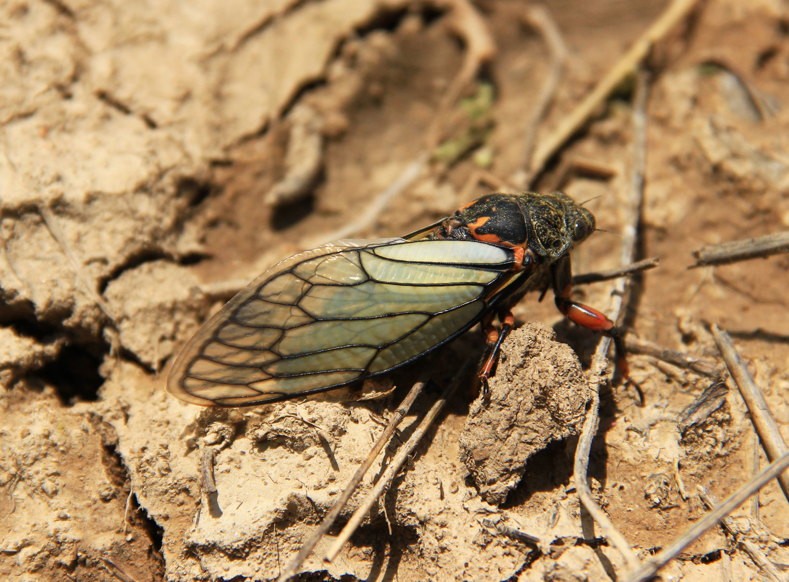 Cicada - My, Cicada, Grass, Tajikistan, Longpost