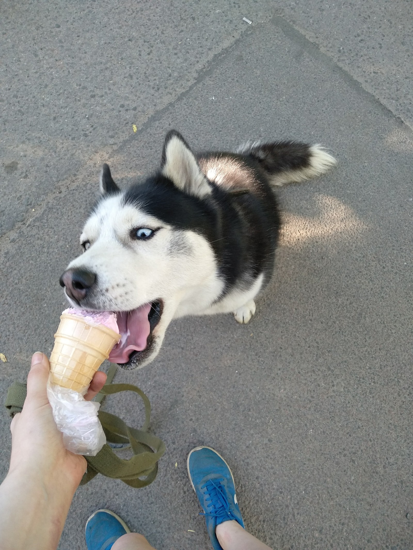 Three stages of walking - My, Husky, Spring, Milota, Как так?, Dog, Longpost, How?