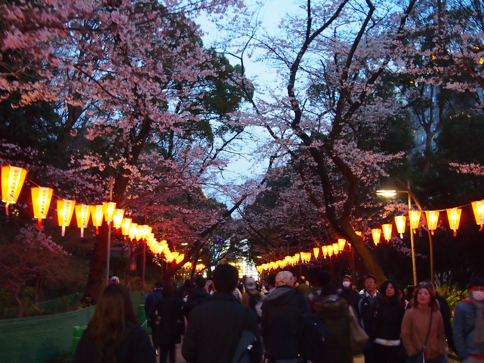 Yuzakura - My, Japan, Sakura, Asakusa, Travels, Longpost