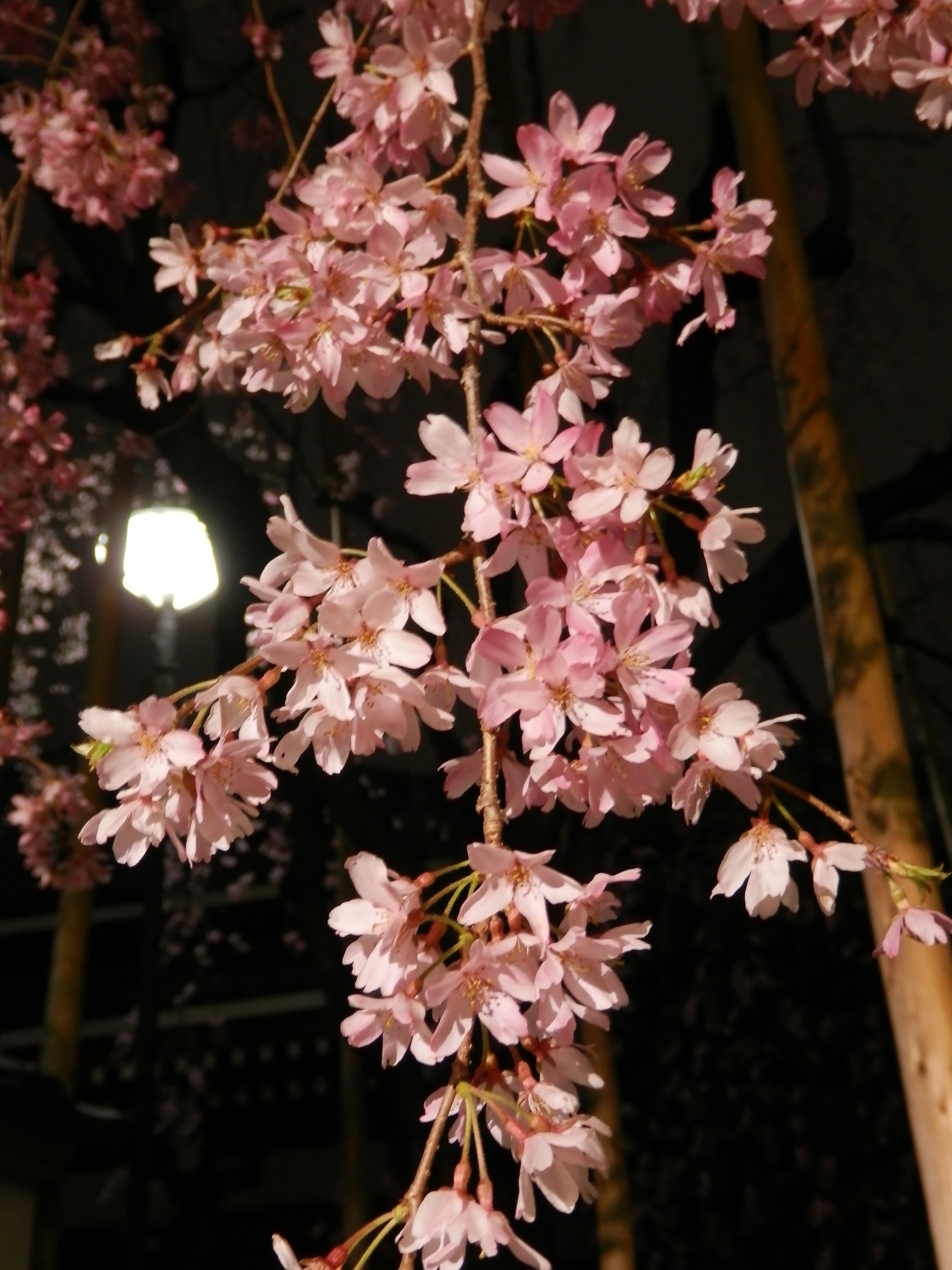 Yuzakura - My, Japan, Sakura, Asakusa, Travels, Longpost