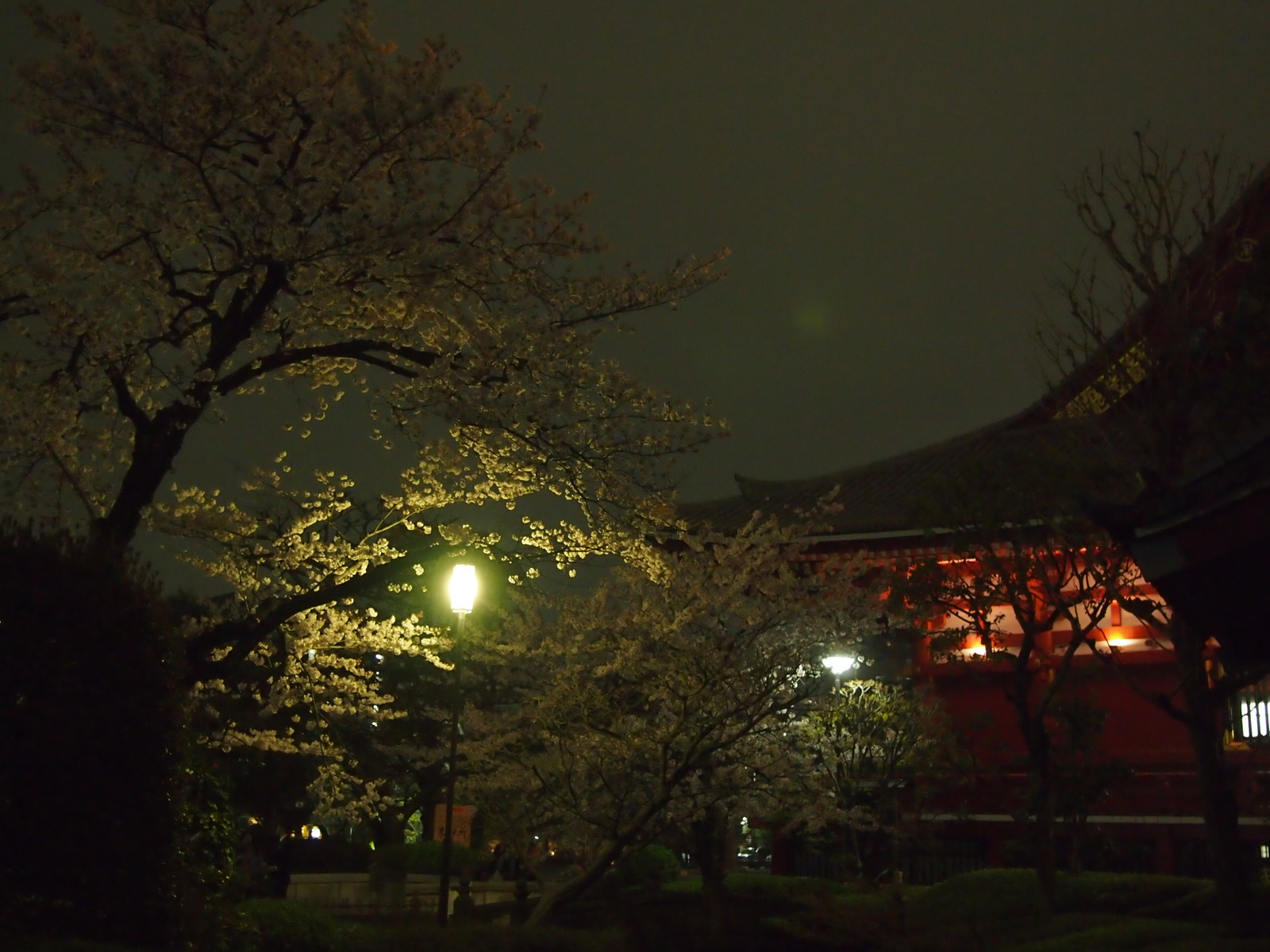 Yuzakura - My, Japan, Sakura, Asakusa, Travels, Longpost