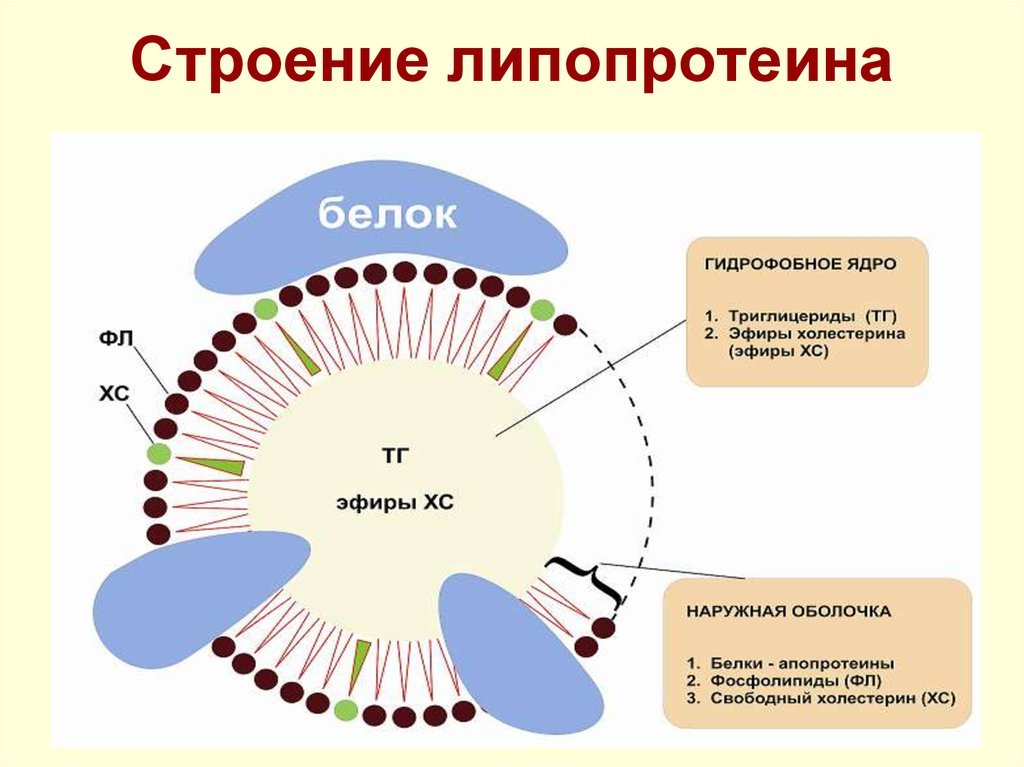 Холестерин - Моё, Медицина, Биохимия, Холестерин, Длиннопост