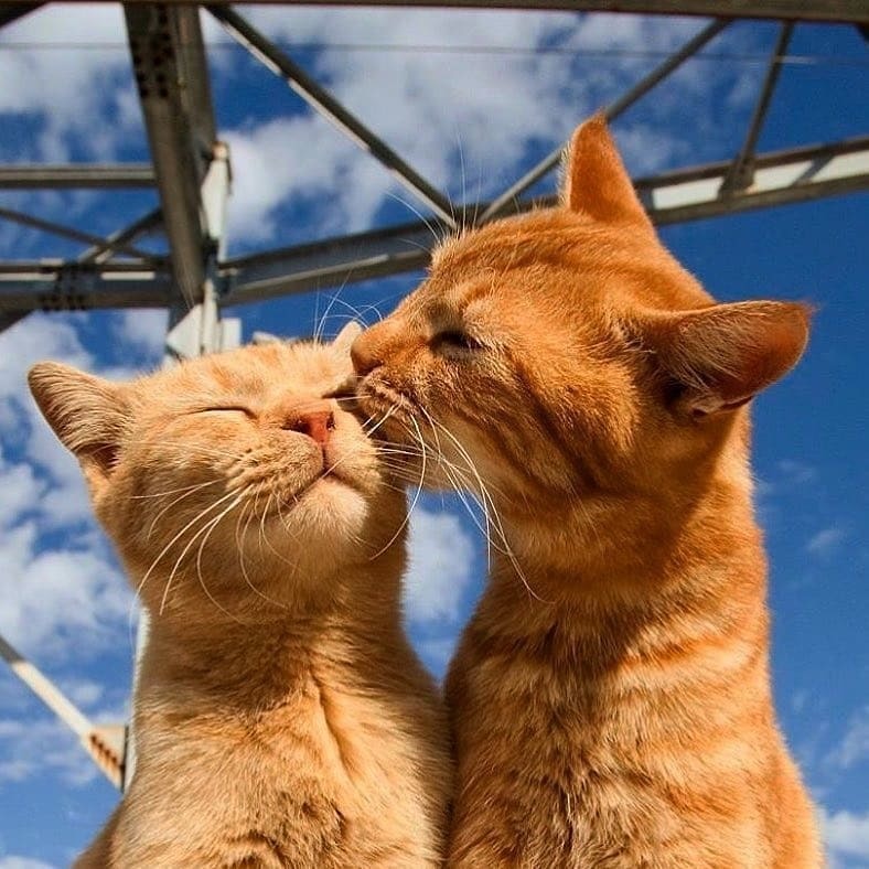 Love - cat, Love