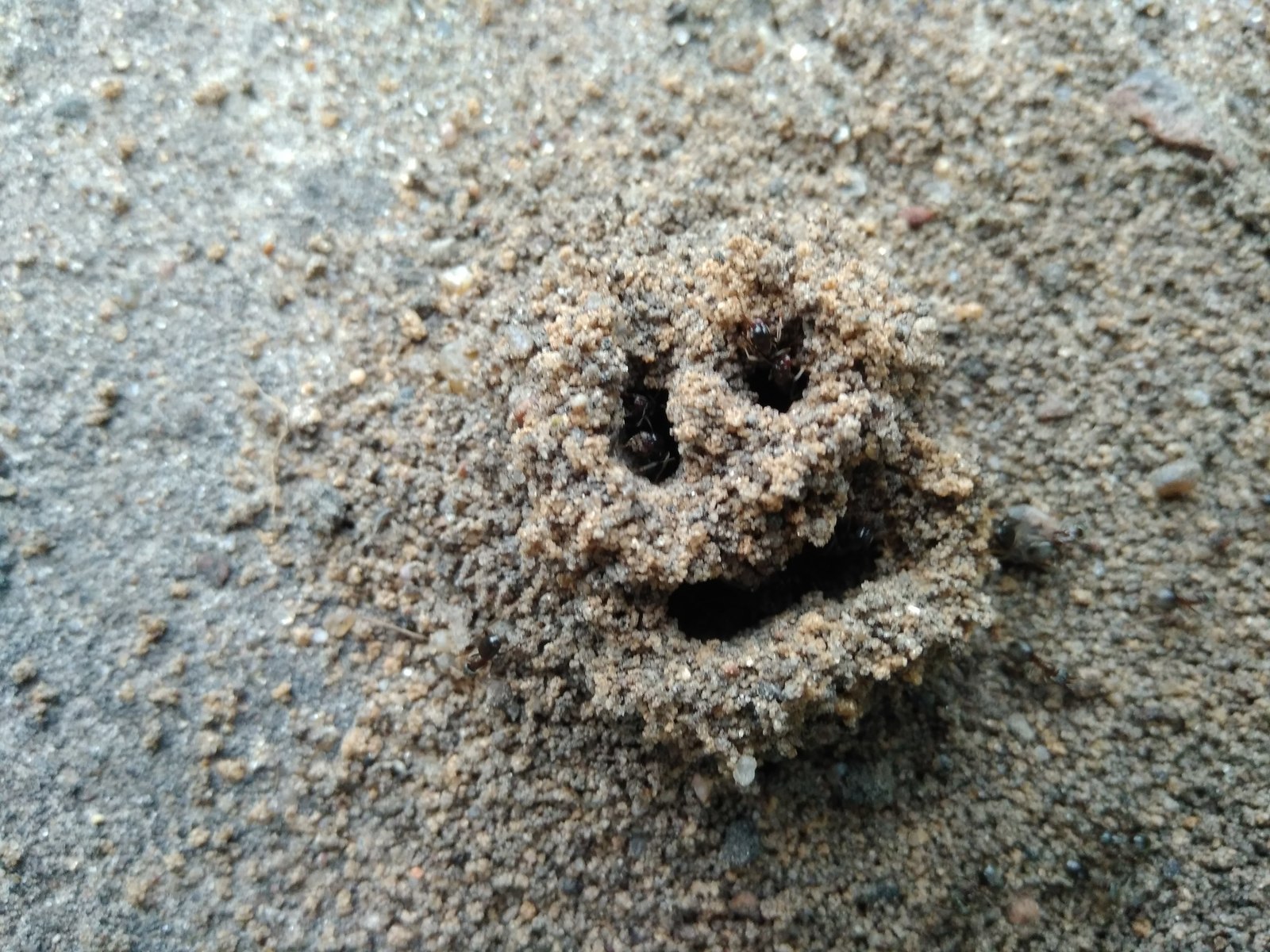 Ant messages - My, Ants, Anthill, Aliens, , Longpost