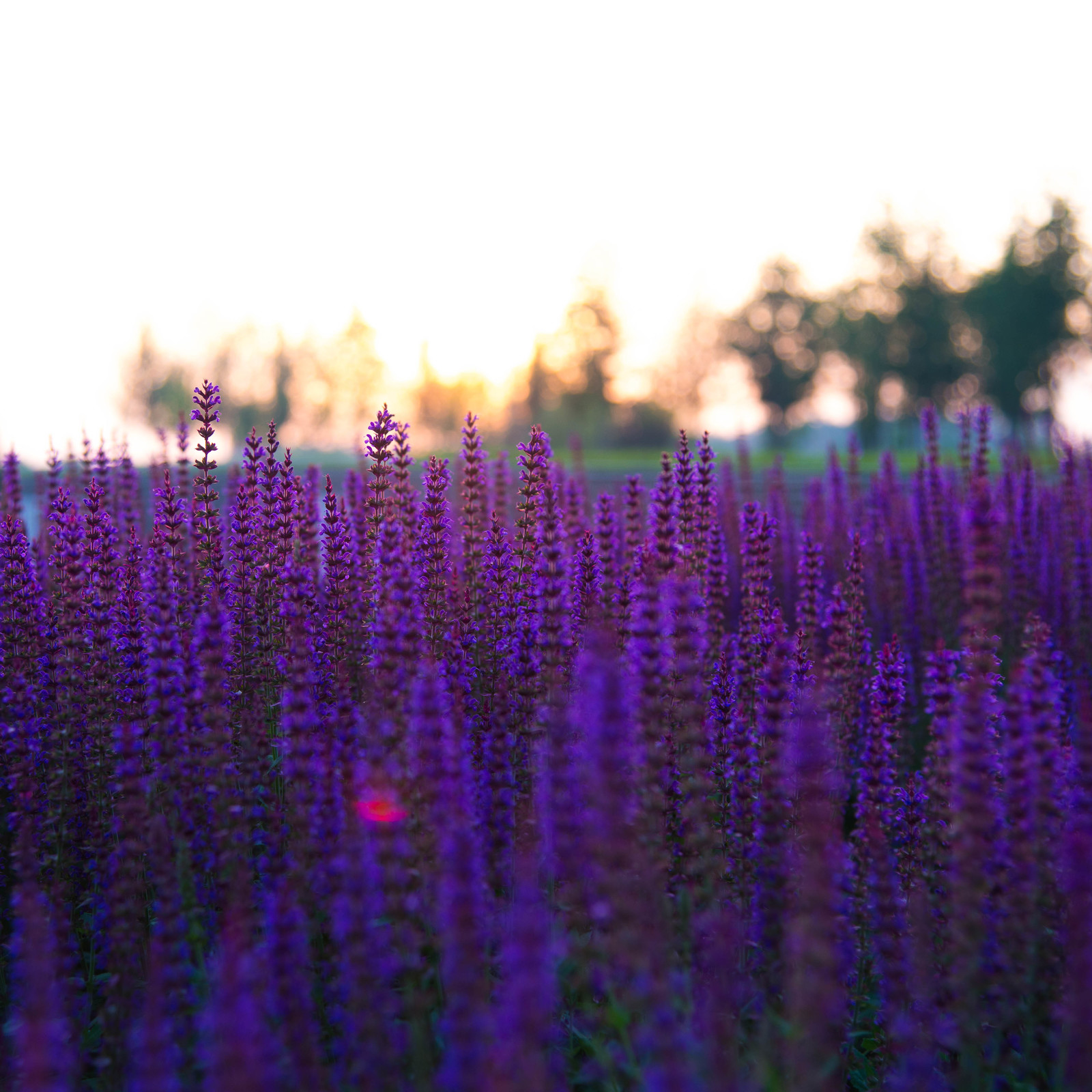 A bit of May, Krasnodar park - My, Krasnodar, The park, Galitsky Park, Flowers, Relaxation, Spring, Longpost