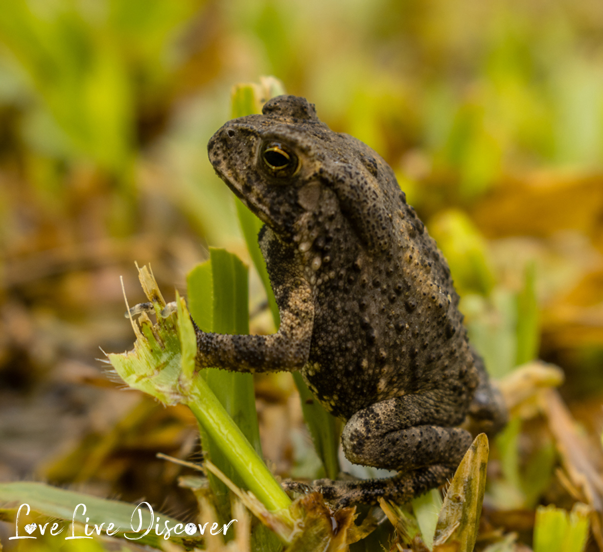 How do you like the frog? - My, Frogs, Macro, Animals, Green, Macro photography