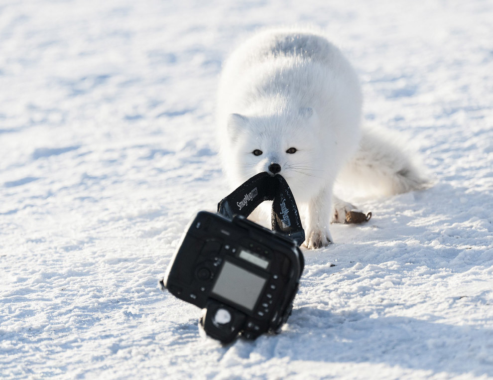 Конкурс Comedy Wildlife Photography Awards 2018 - Фотография, Животные, Конкурс, Позитив, Длиннопост