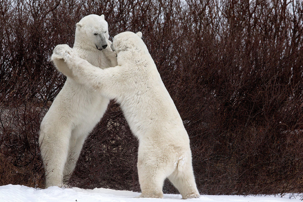 Конкурс Comedy Wildlife Photography Awards 2018 - Фотография, Животные, Конкурс, Позитив, Длиннопост