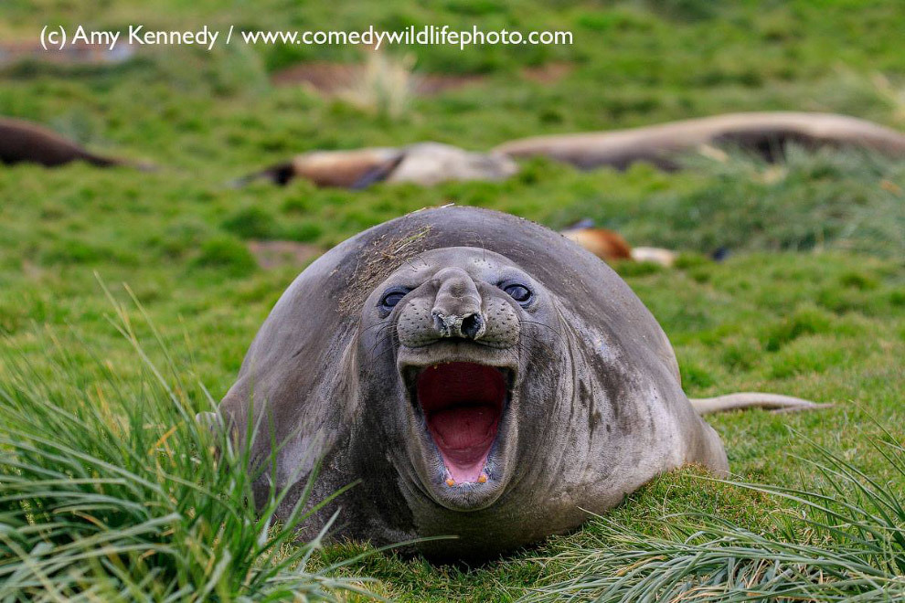 Конкурс Comedy Wildlife Photography Awards 2018 - Фотография, Животные, Конкурс, Позитив, Длиннопост