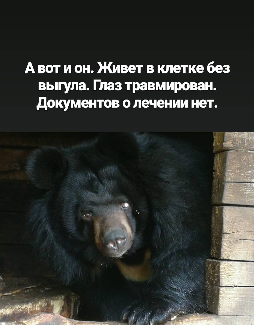 How did we go to the zoo? - Zoo, Nizhny Novgorod, Mockery, Longpost, No rating