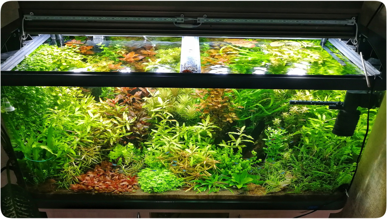 My underwater dream - My, Aquarium, Dream, Hobby, Aquarium fish, Aquarium plants, Aquarium shrimp, Knowledge, Longpost