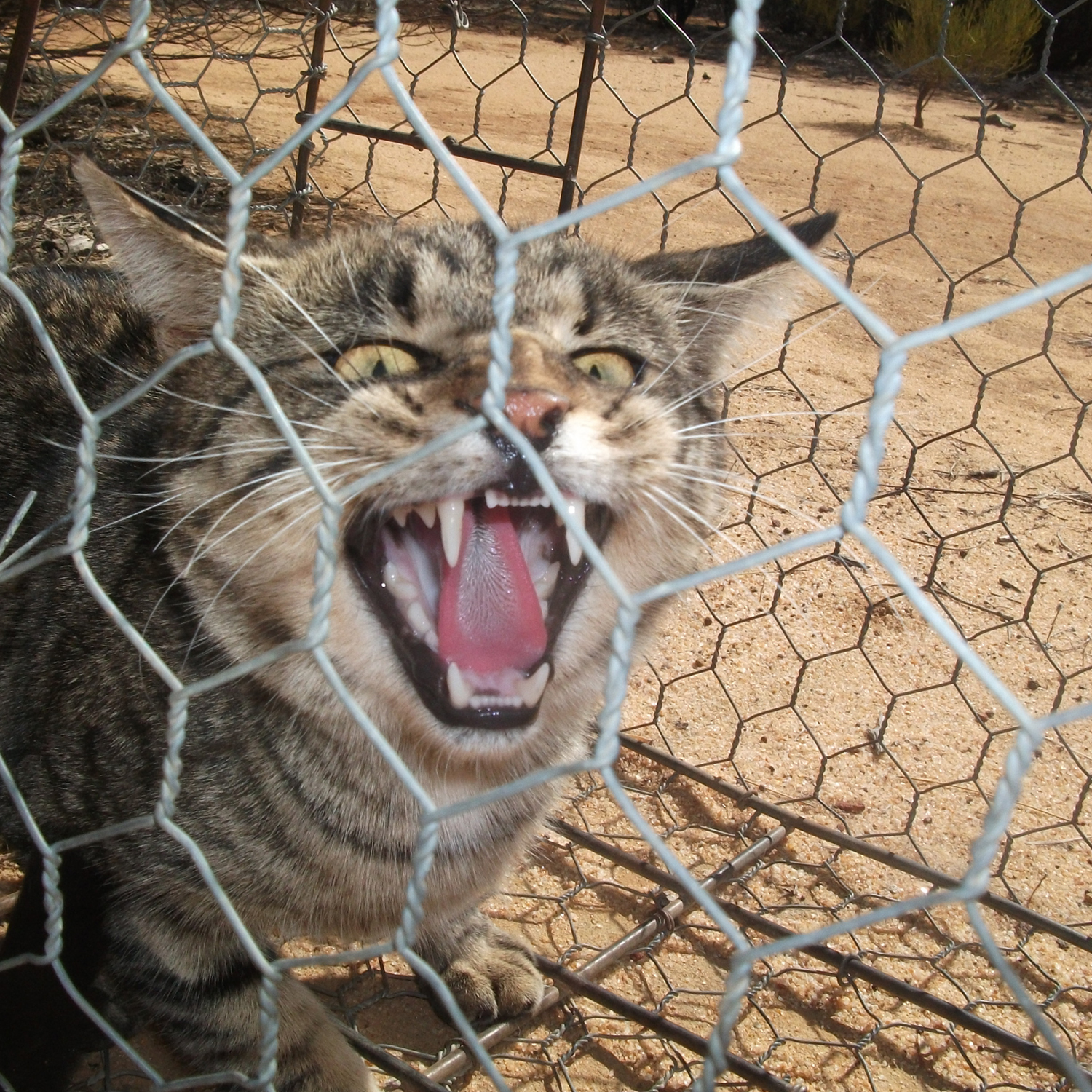 Fence against cats built in Australia - Animals, Australia, cat, Video, Longpost