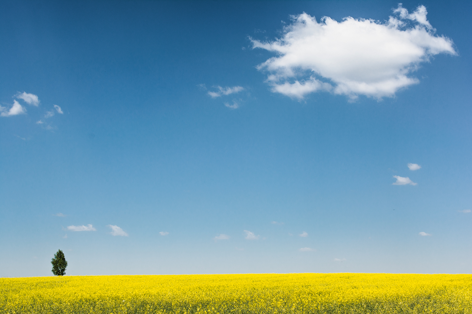 Serenity - My, The photo, Republic of Belarus, Nature, Landscape, Sky, beauty, Tree, Spring