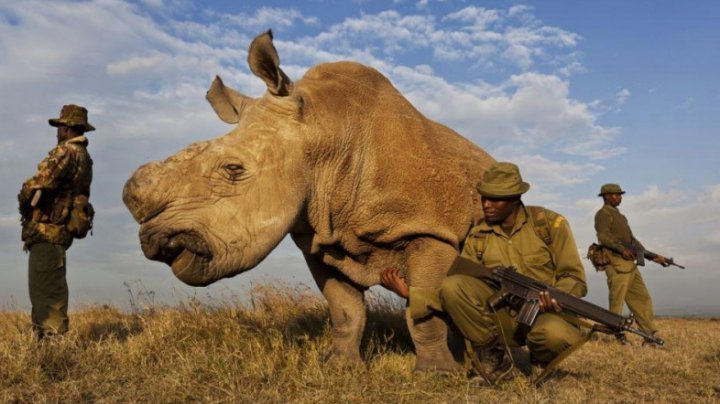 Scientists have figured out how to resurrect the almost extinct white rhinoceros! - news, Facts, Events, Animals, The science, USA