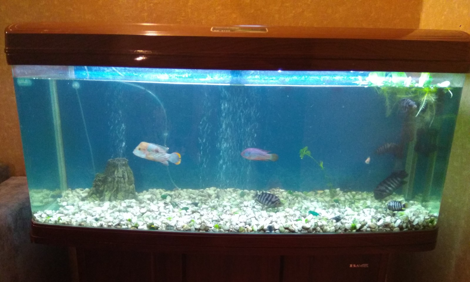 New aquarium. - My, Cichlids, Aqua design