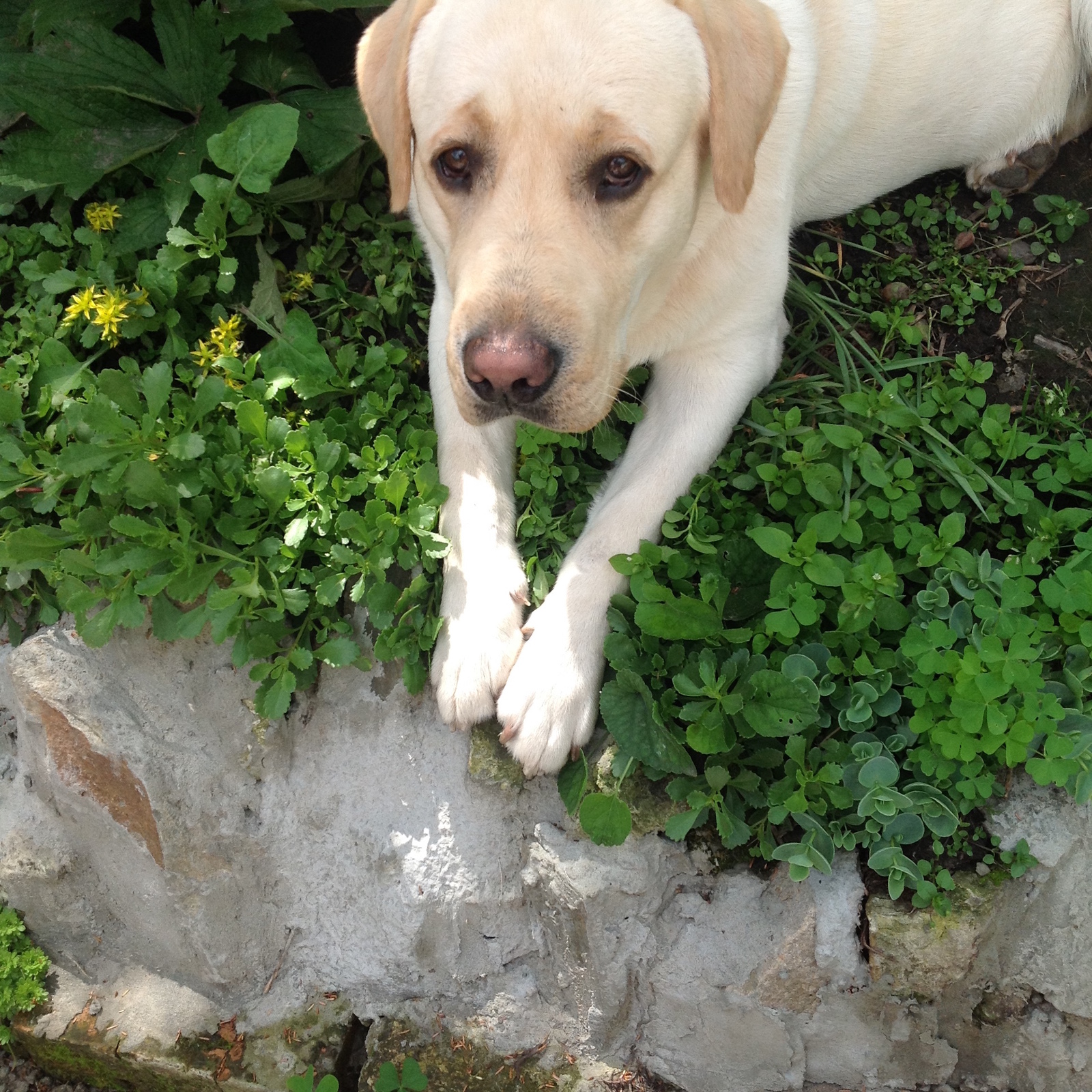 Marley's thoughts - My, Labrador, Cunning, Rodents, Longpost