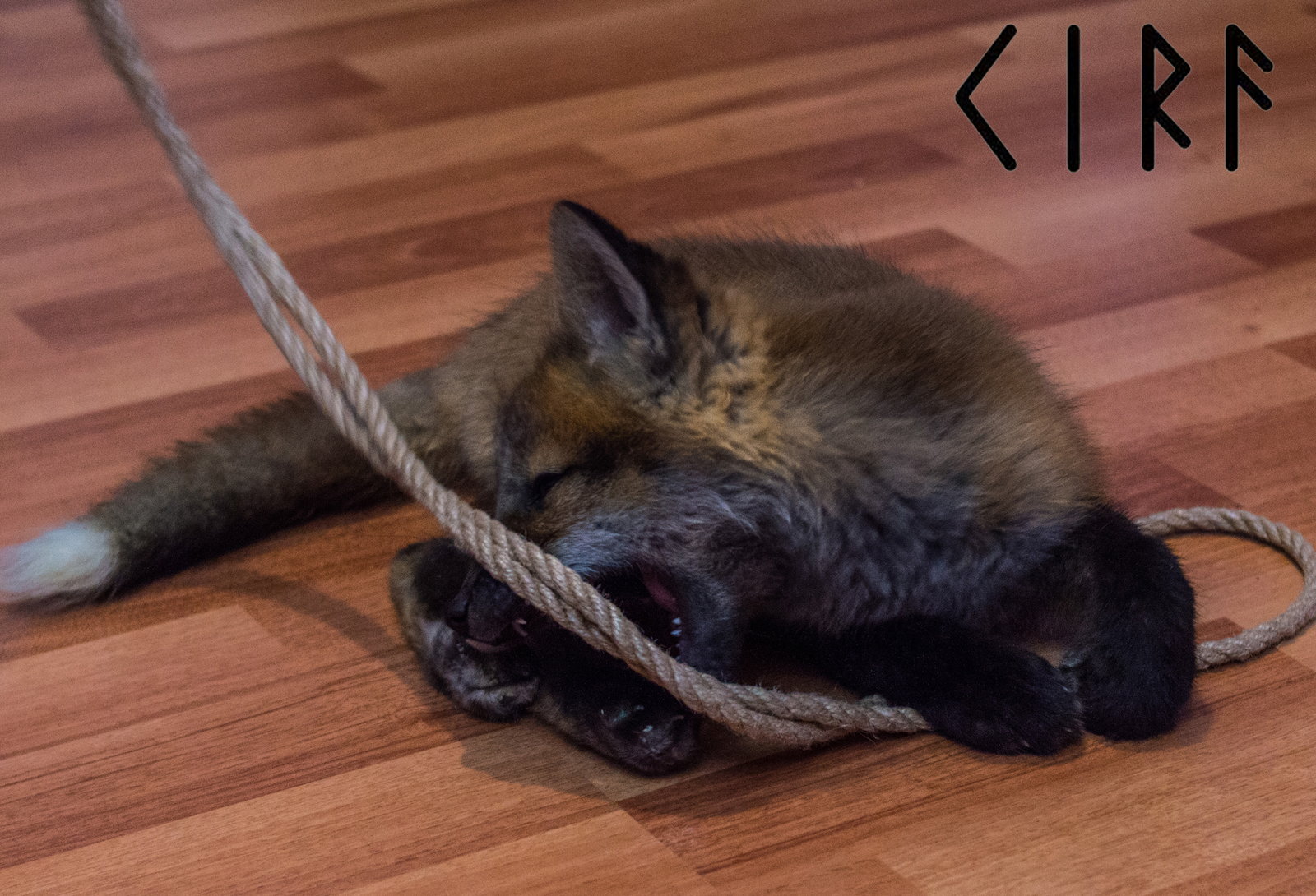 Domestic fox Kira. Behavior. - My, Fox, Longpost, , Kira, Domestic fox, Domestic foxes, Lisa Kira, Video, Fluffy