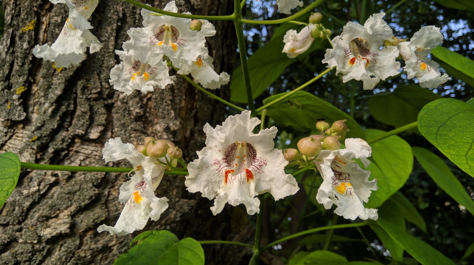 The catalpa is blooming. - My, South, The photo, Flowers, HDR, Longpost, Rostov-on-Don