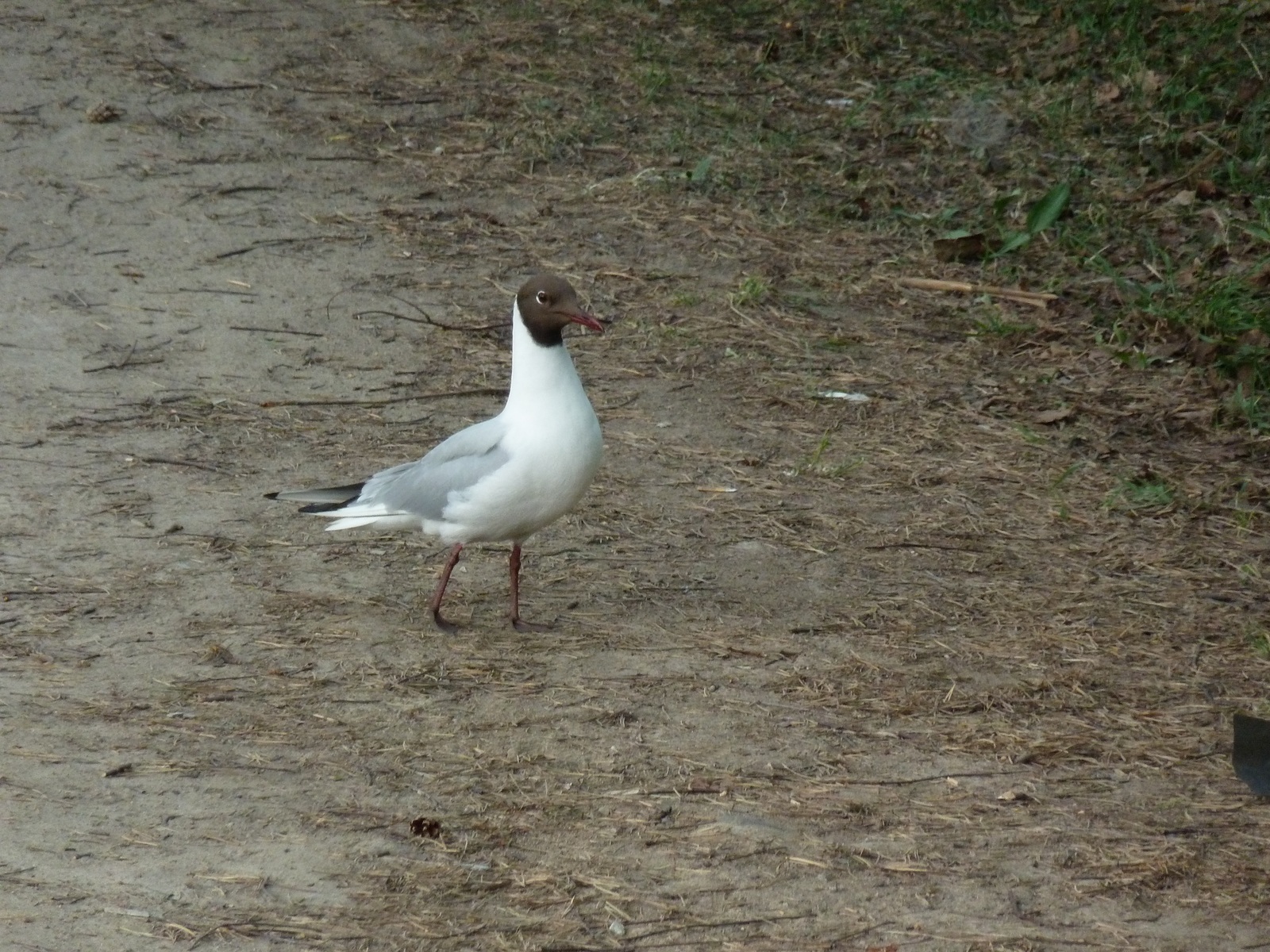 copper lake - My, copper lake, Seagulls, Lake, Copper Plant, White Nights, The photo, dust, Longpost