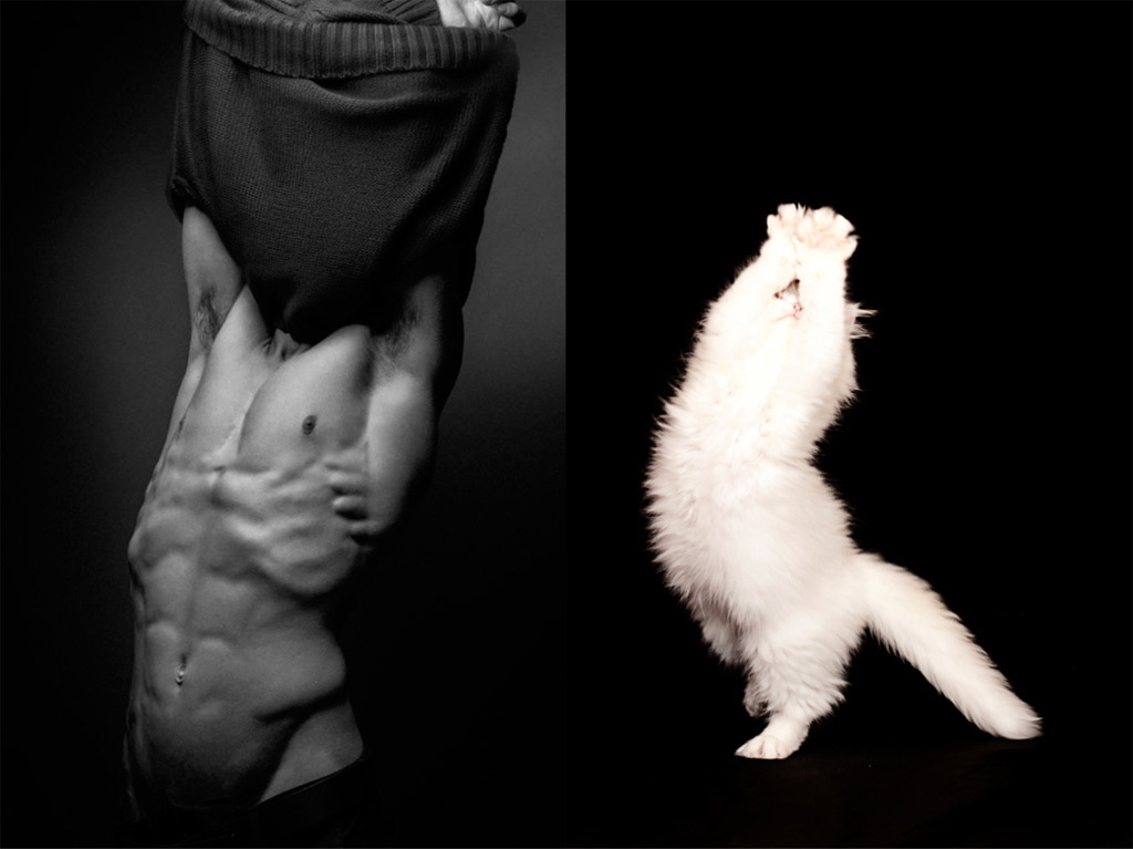 MEN LIKE CATS - Playgirl, Girls, A selection, cat, Men, Torso, Muscle, Guys, Longpost