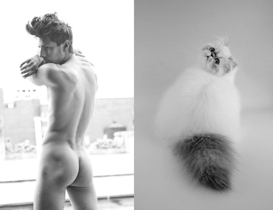 MEN LIKE CATS - Playgirl, Girls, A selection, cat, Men, Torso, Muscle, Guys, Longpost