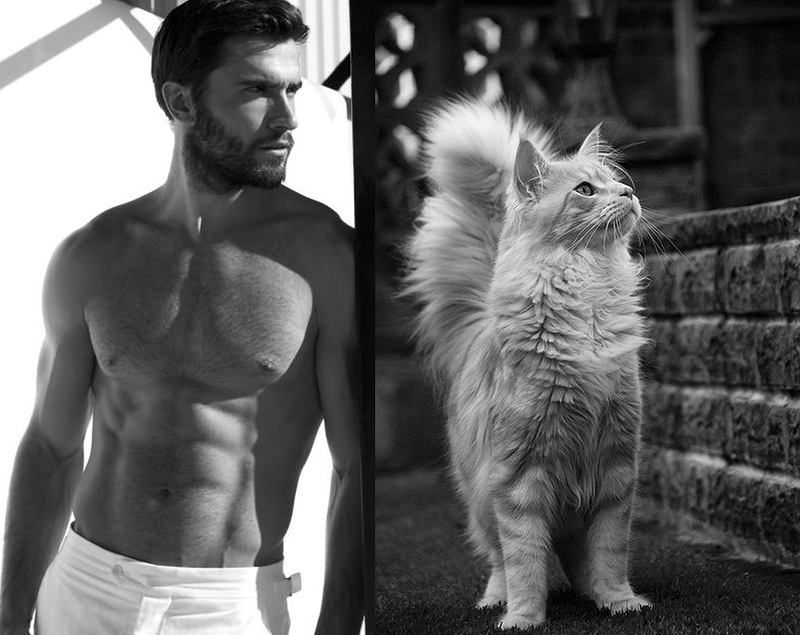 MEN LIKE CATS - Playgirl, Girls, A selection, cat, Men, Torso, Muscle, Guys, Longpost