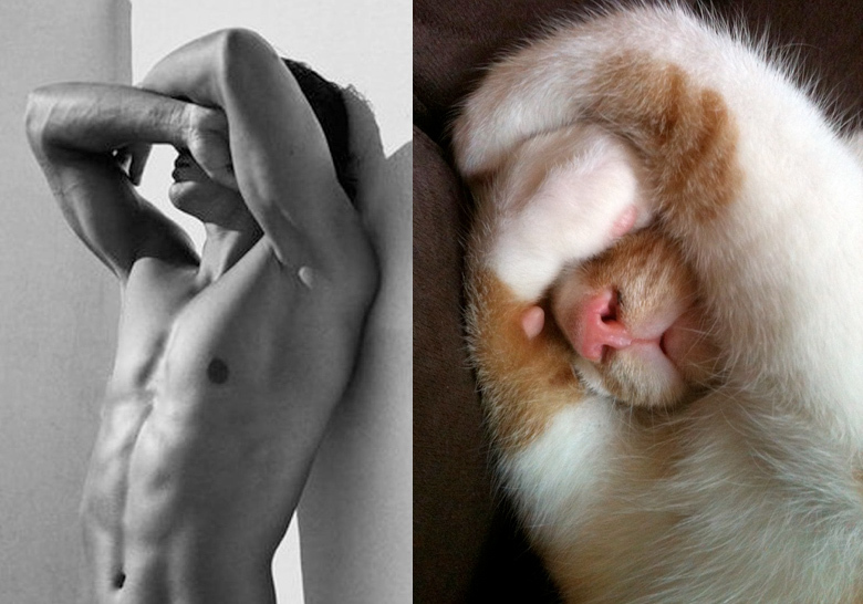 MEN LIKE CATS - Playgirl, Girls, A selection, cat, Men, Torso, Muscle, Guys, Longpost