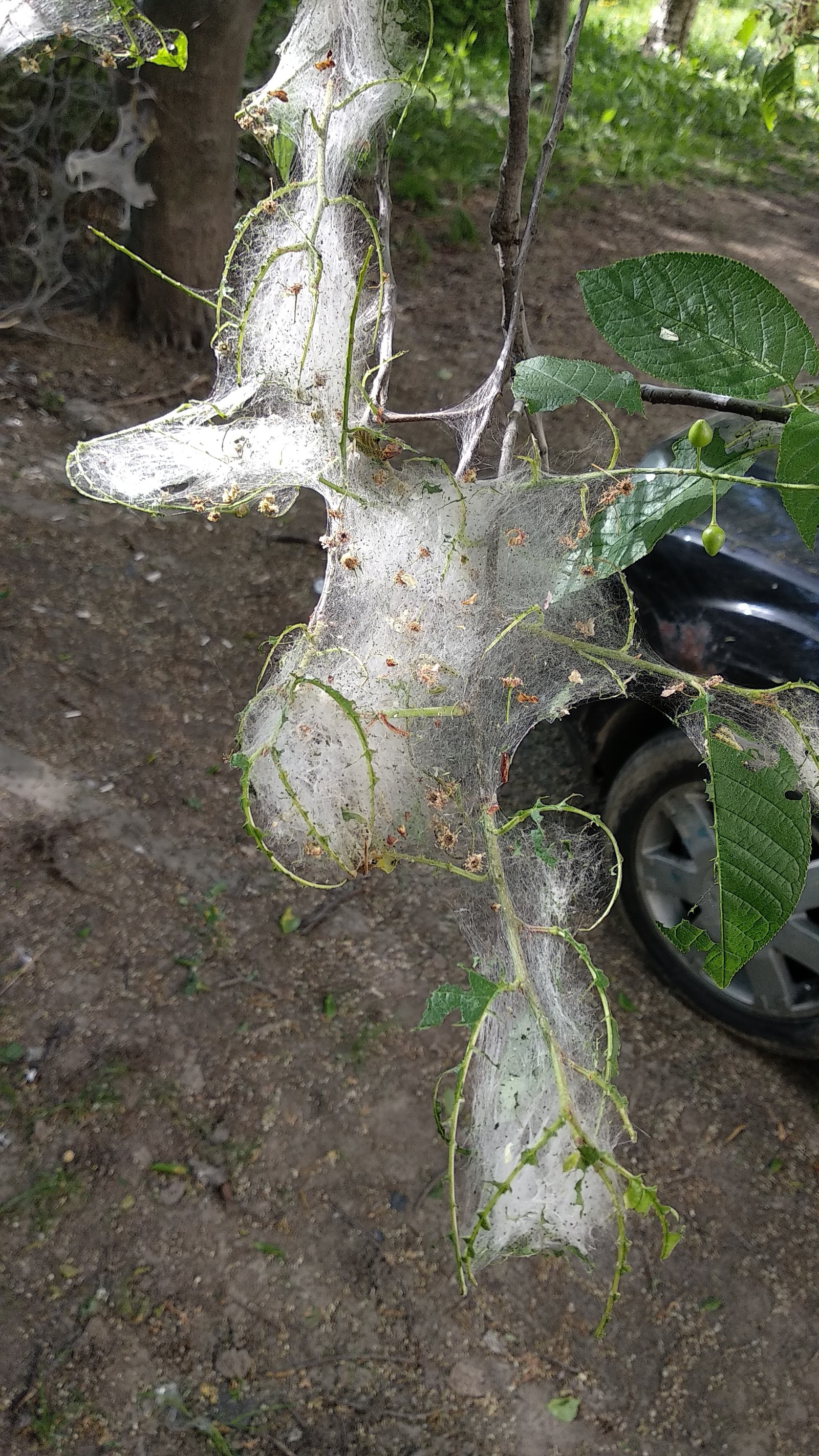 What are caterpillars? - My, Nature, Insects, Longpost