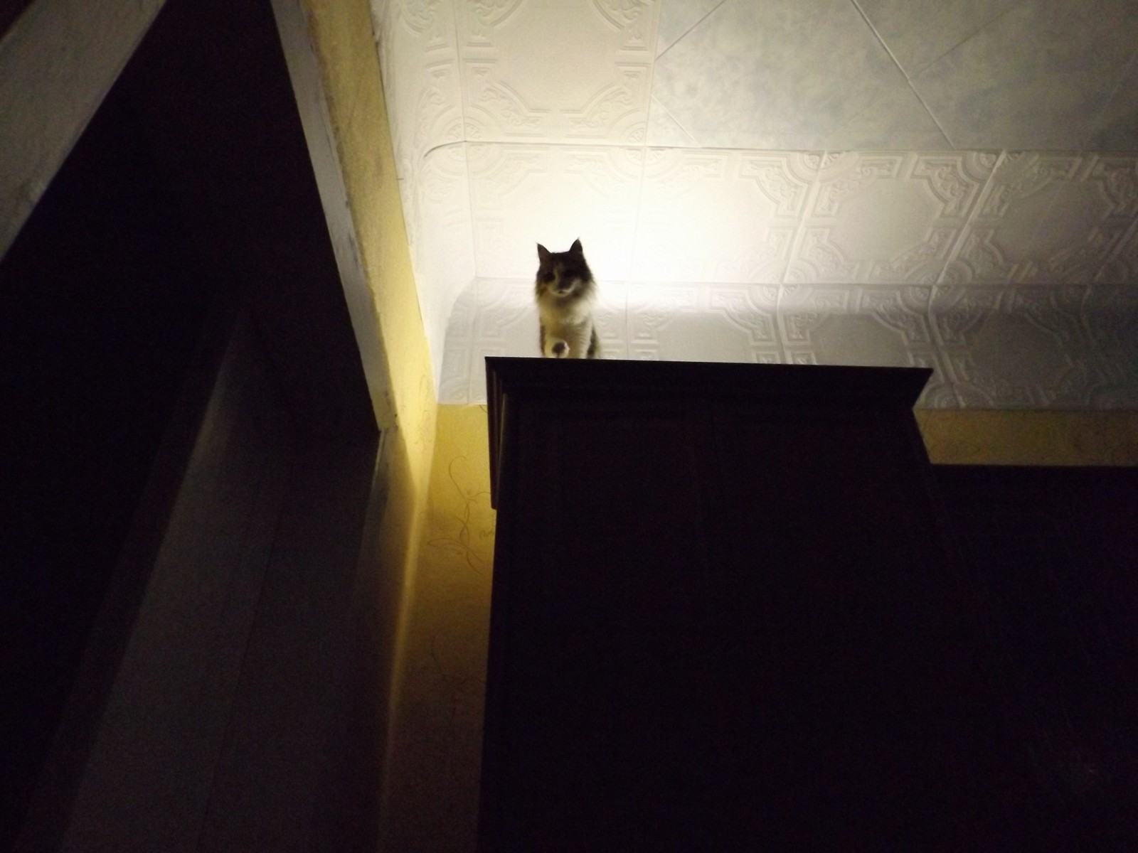 Muska conquers new heights. - My, Musya, cat, Text, The photo, Longpost