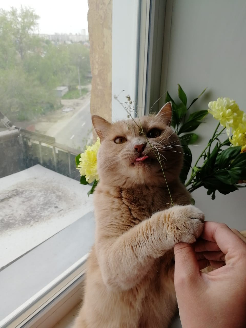 cat satan - My, cat, Flowers, Longpost