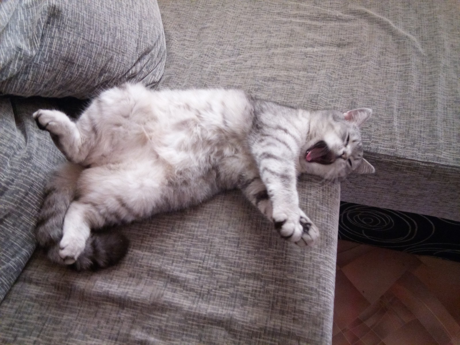 The life of a cat is easy and simple - My, cat, Fluffy, Laziness, A life