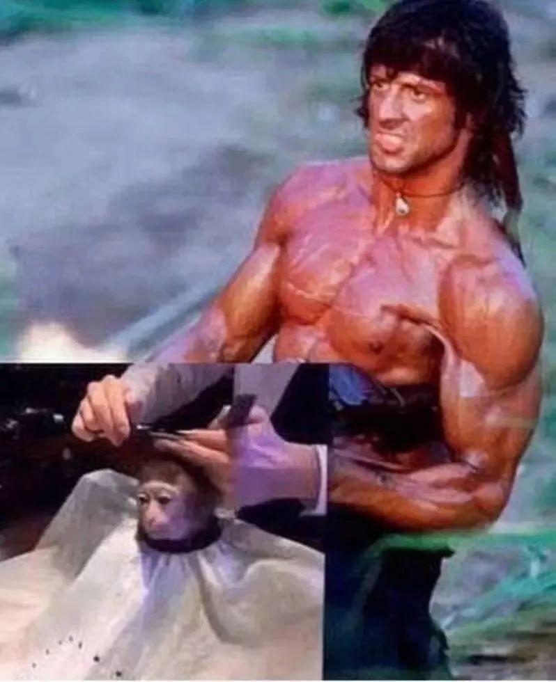 Half box please... - Rambo, Primates, Стрижка, Photoshop master