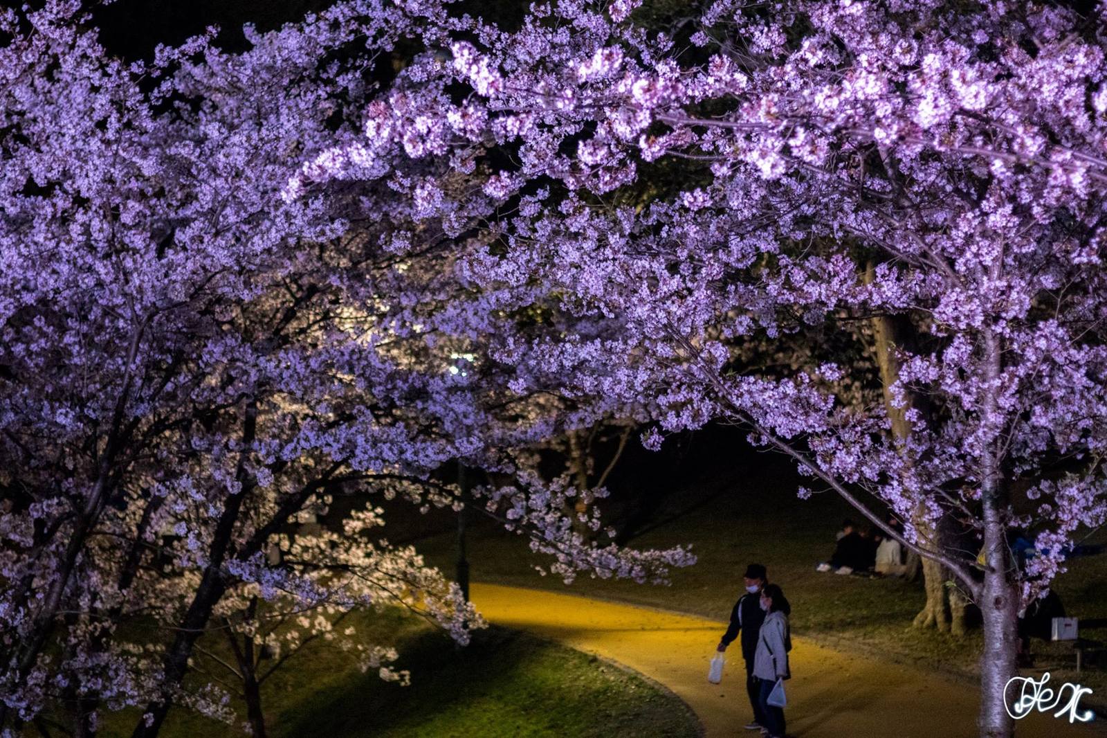 Где посмотреть сакуру в Фукуоке. Nishi Park - Моё, Япония, Фукуока, Сакура, Ханами, Путеводитель, Путешествия, Фотография, Длиннопост