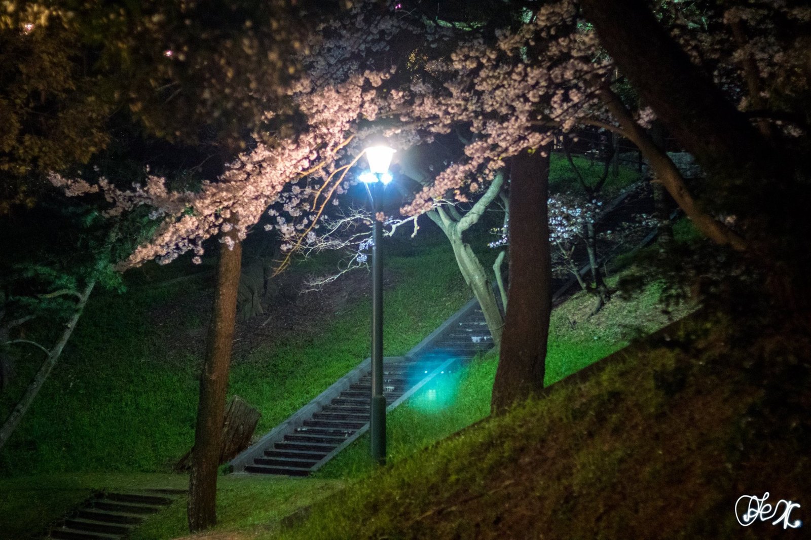 Где посмотреть сакуру в Фукуоке. Nishi Park - Моё, Япония, Фукуока, Сакура, Ханами, Путеводитель, Путешествия, Фотография, Длиннопост