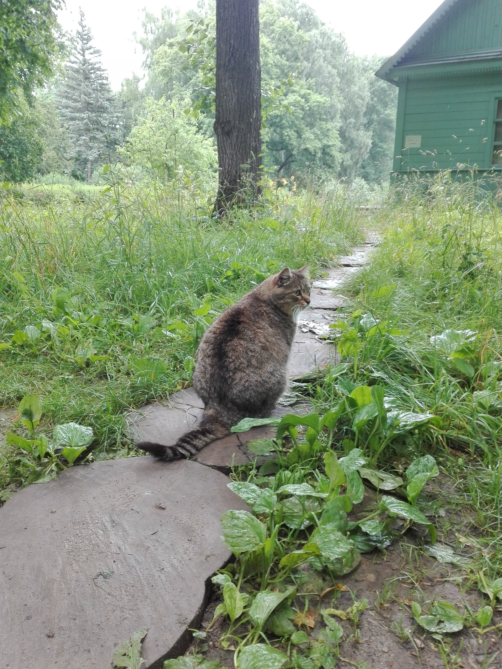 У Л. Н. Толстого в гостях. Толстый тульский котей. - Моё, Котомафия, Тула, Кот, Длиннопост, Ясная поляна