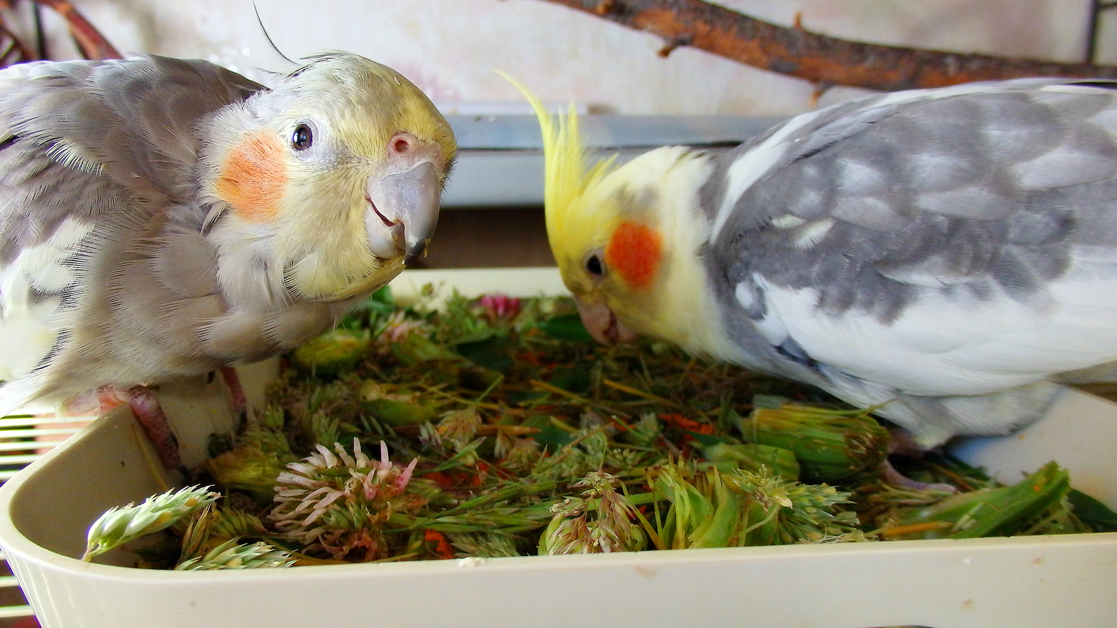 The season of greenery for birds continues. - My, Birds, A parrot, Corella, , Sparrow, Longpost, Greenery, Nutrition