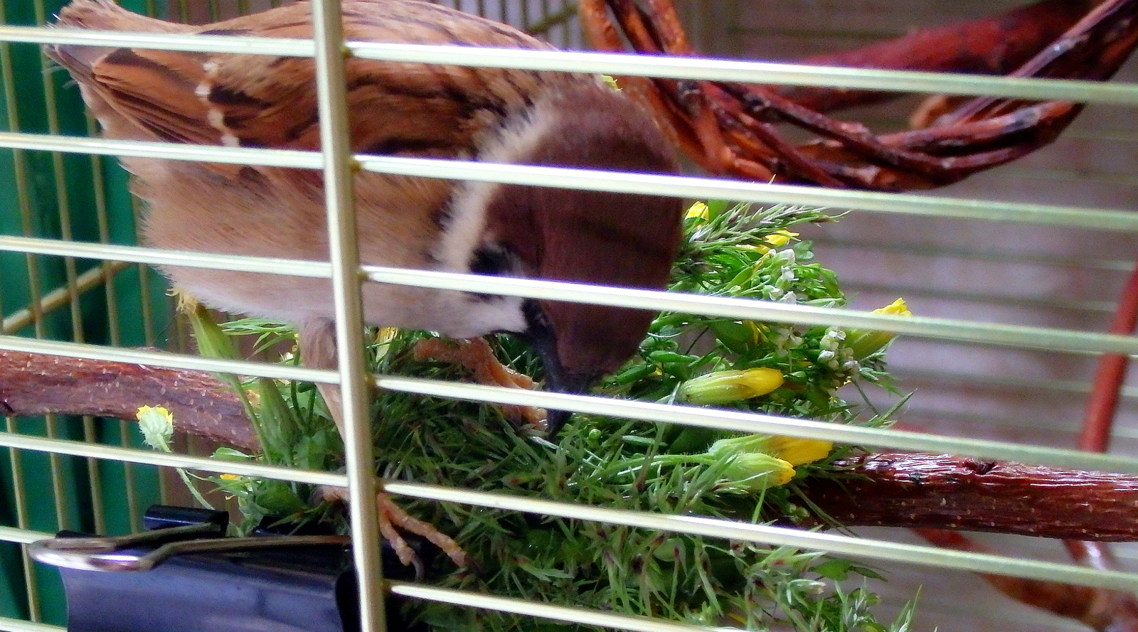 The season of greenery for birds continues. - My, Birds, A parrot, Corella, , Sparrow, Longpost, Greenery, Nutrition