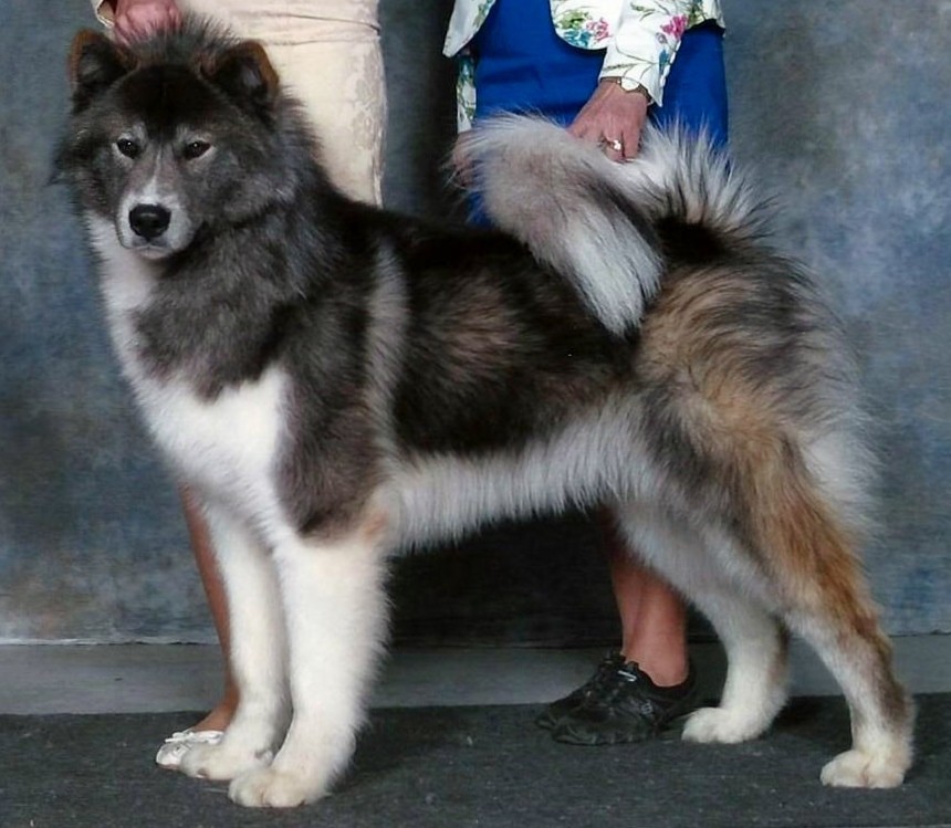 About breeds of dogs. - Dog, Dog sled, Alaskan Malamute, , Dog breeds, Longpost, 