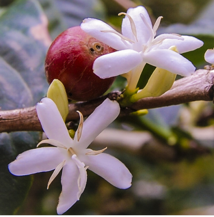 This is how coffee blooms. - Coffee, Flowers, Longpost, Bloom