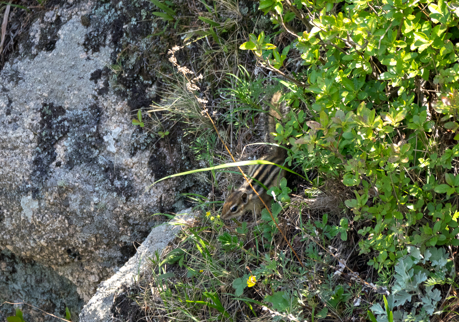 Walk in the Valley of the Atlantis - My, Birds, Photo hunting, Hike, Tourism, Kekkury, , Redstart, Chipmunk, Longpost