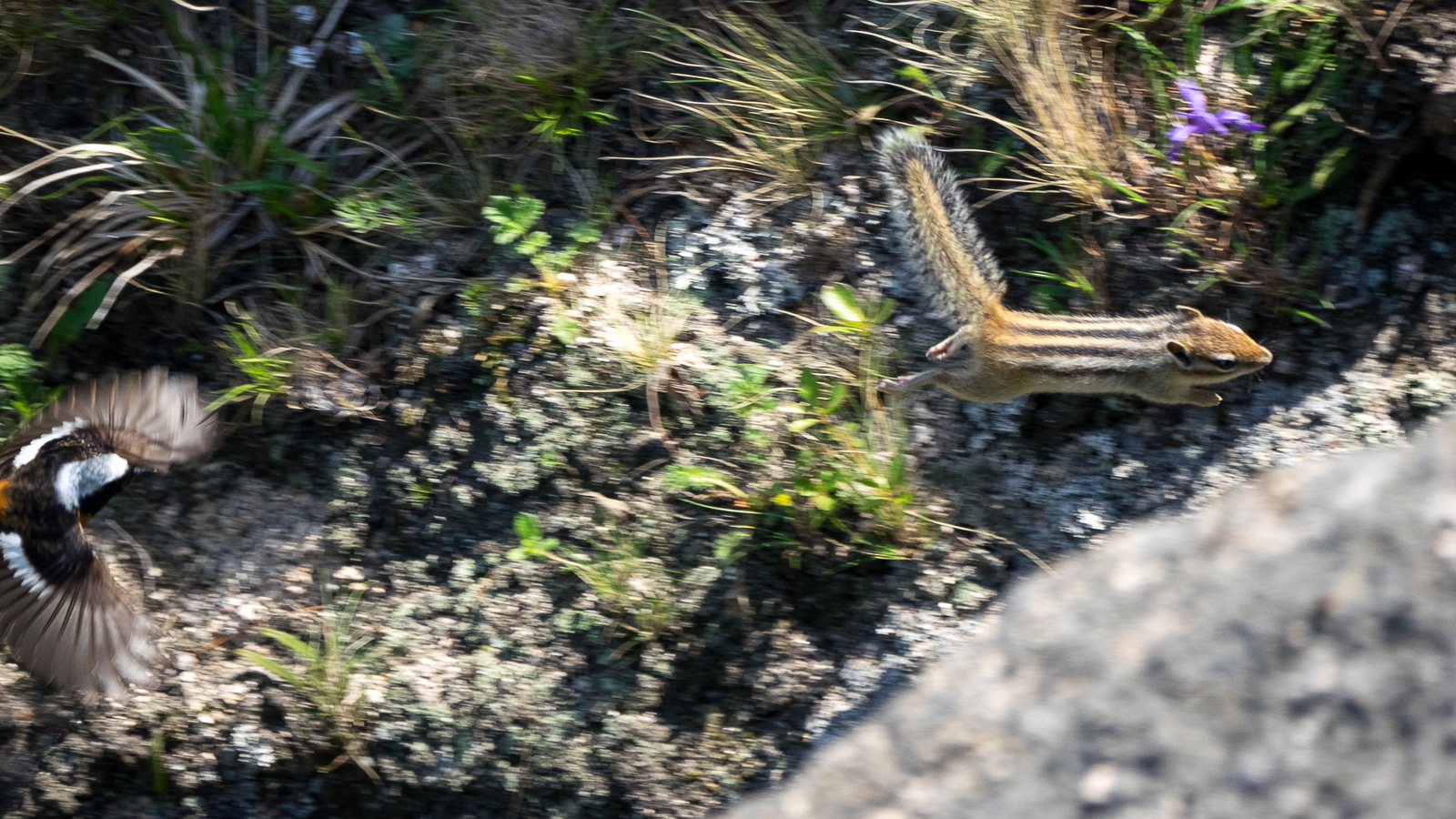 Walk in the Valley of the Atlantis - My, Birds, Photo hunting, Hike, Tourism, Kekkury, , Redstart, Chipmunk, Longpost