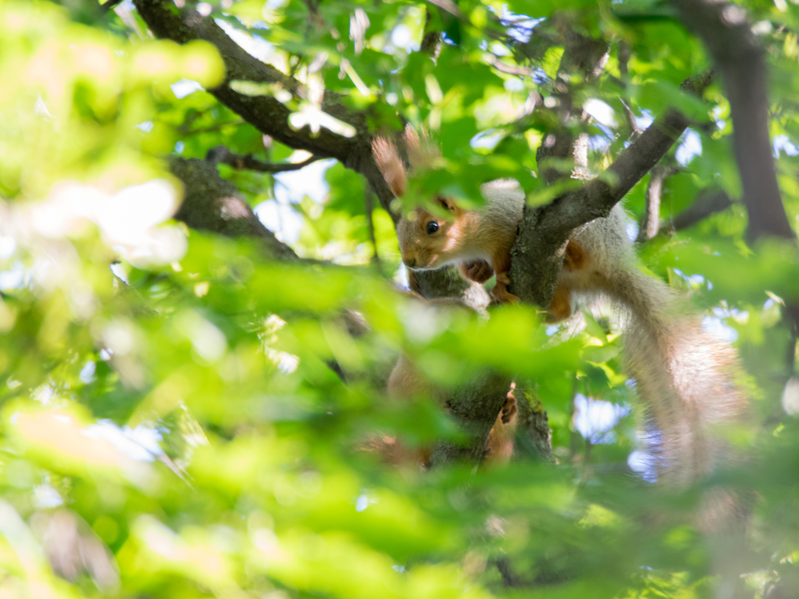 protein post - My, The photo, Photo hunting, Animals, Wild animals, Squirrel, Forest, Rostov-on-Don, Longpost