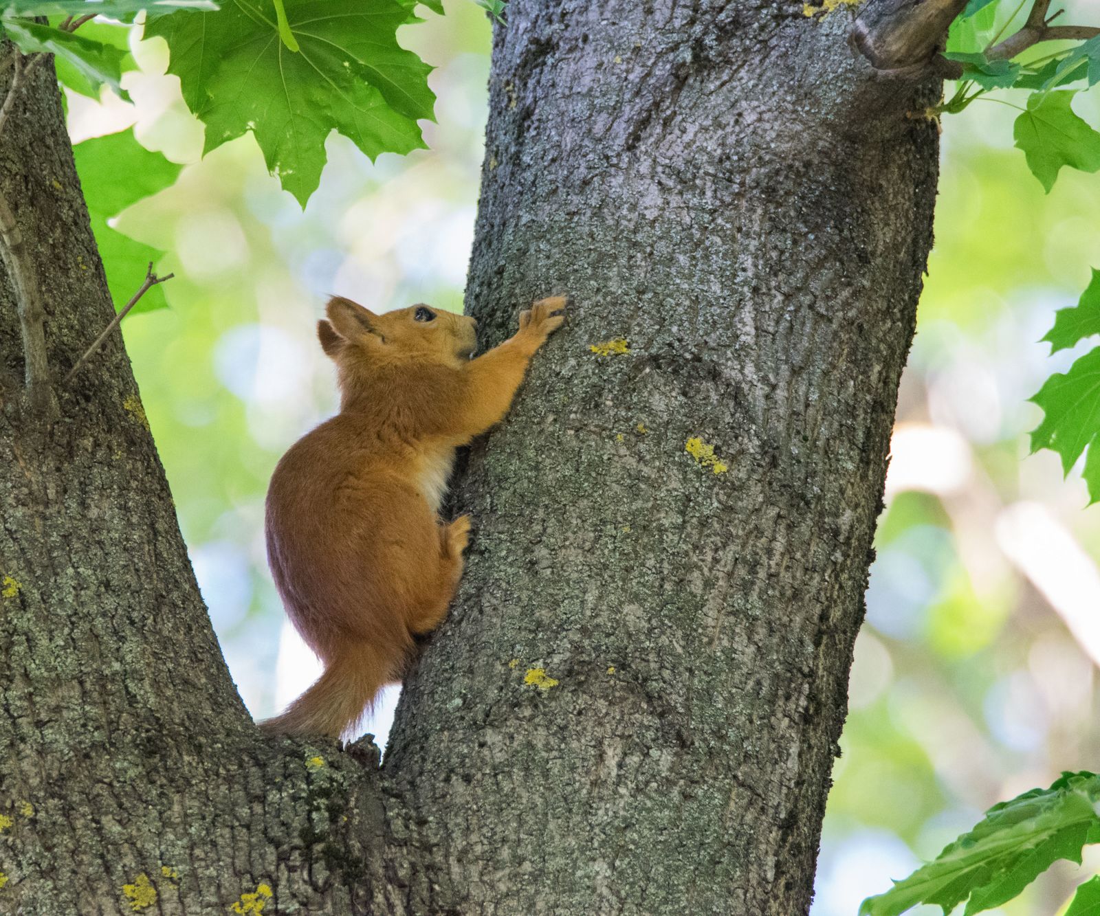 protein post - My, The photo, Photo hunting, Animals, Wild animals, Squirrel, Forest, Rostov-on-Don, Longpost