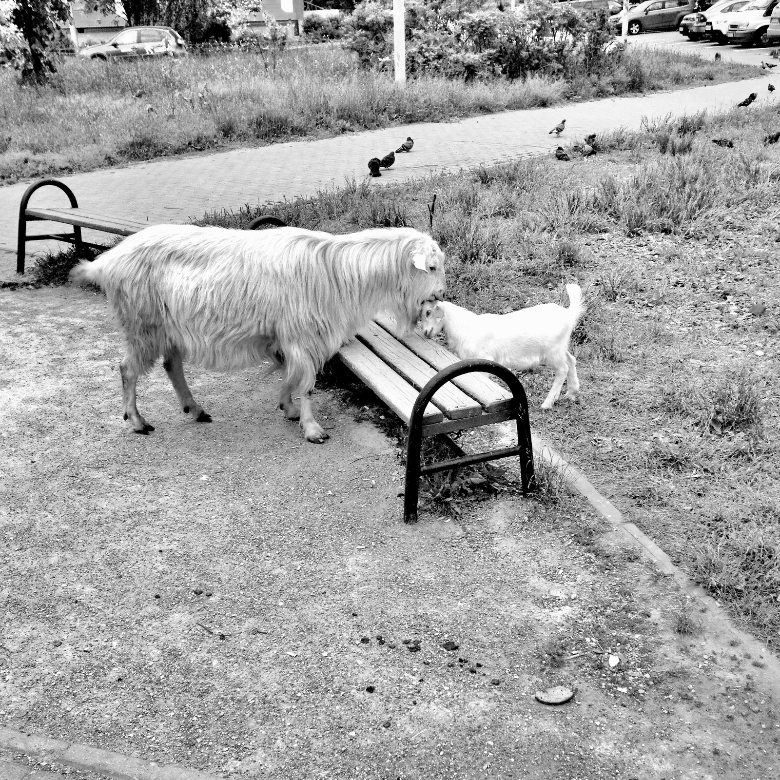 In the Moscow courtyard - My, Animals, The photo, Longpost