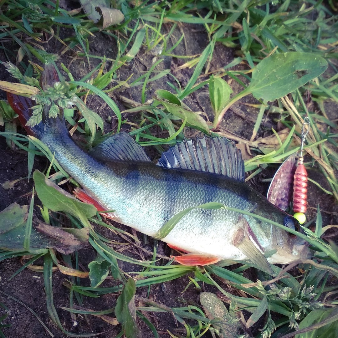 Street fishing in Minsk - My, Fishing, Street phishing, , Perch, , Longpost